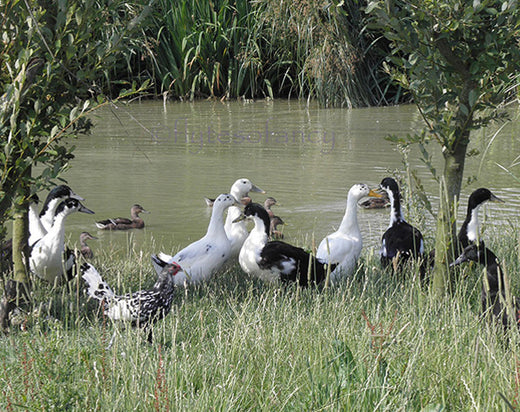 Ducks by the Duck Pond