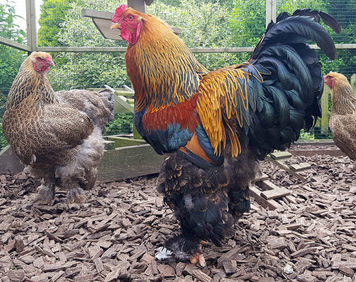 Flyte so Fancy Brahma Cockerel & Hen