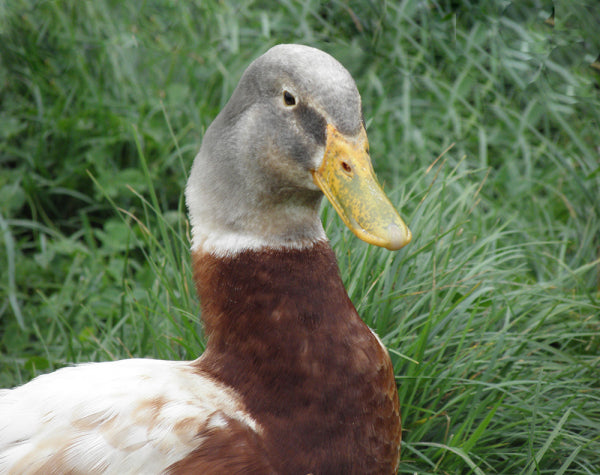 Deciding on Your Ducks