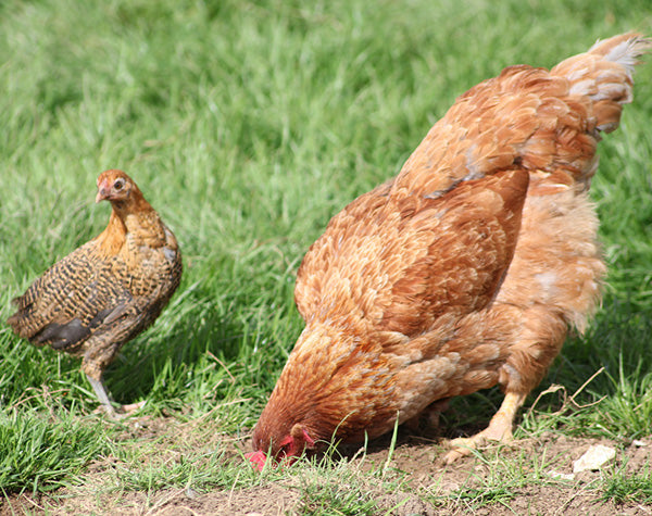 Ask Phill 21 - How to deal with egg eating hens