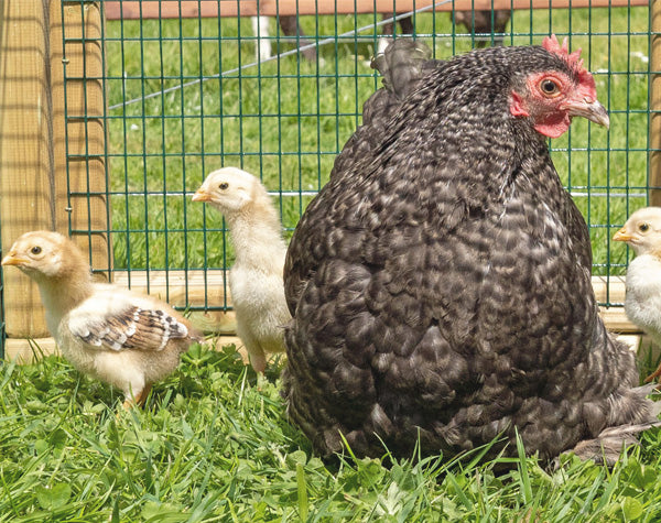 Ask Phill 31 - Using a Broody Coop for Hen & Chicks