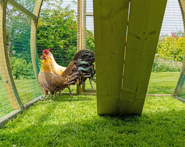 Moving New Hens Into the Coop