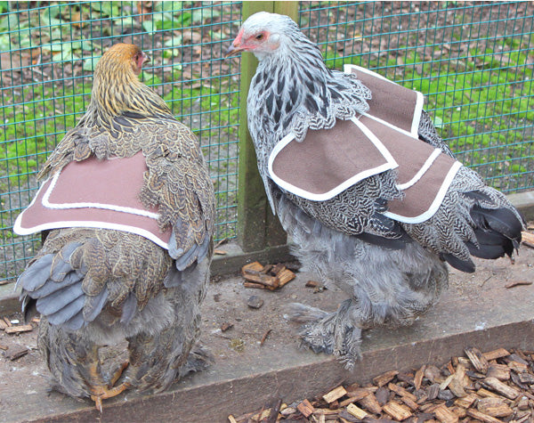 How to fit a Poultry Saddle - Flyte so Fancy