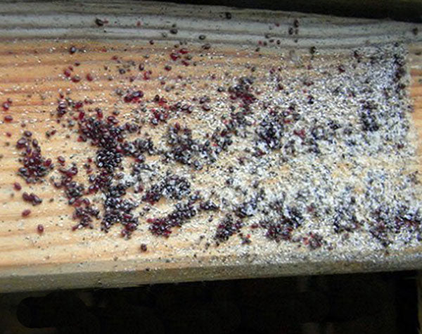 Red Mite in Chicken Houses