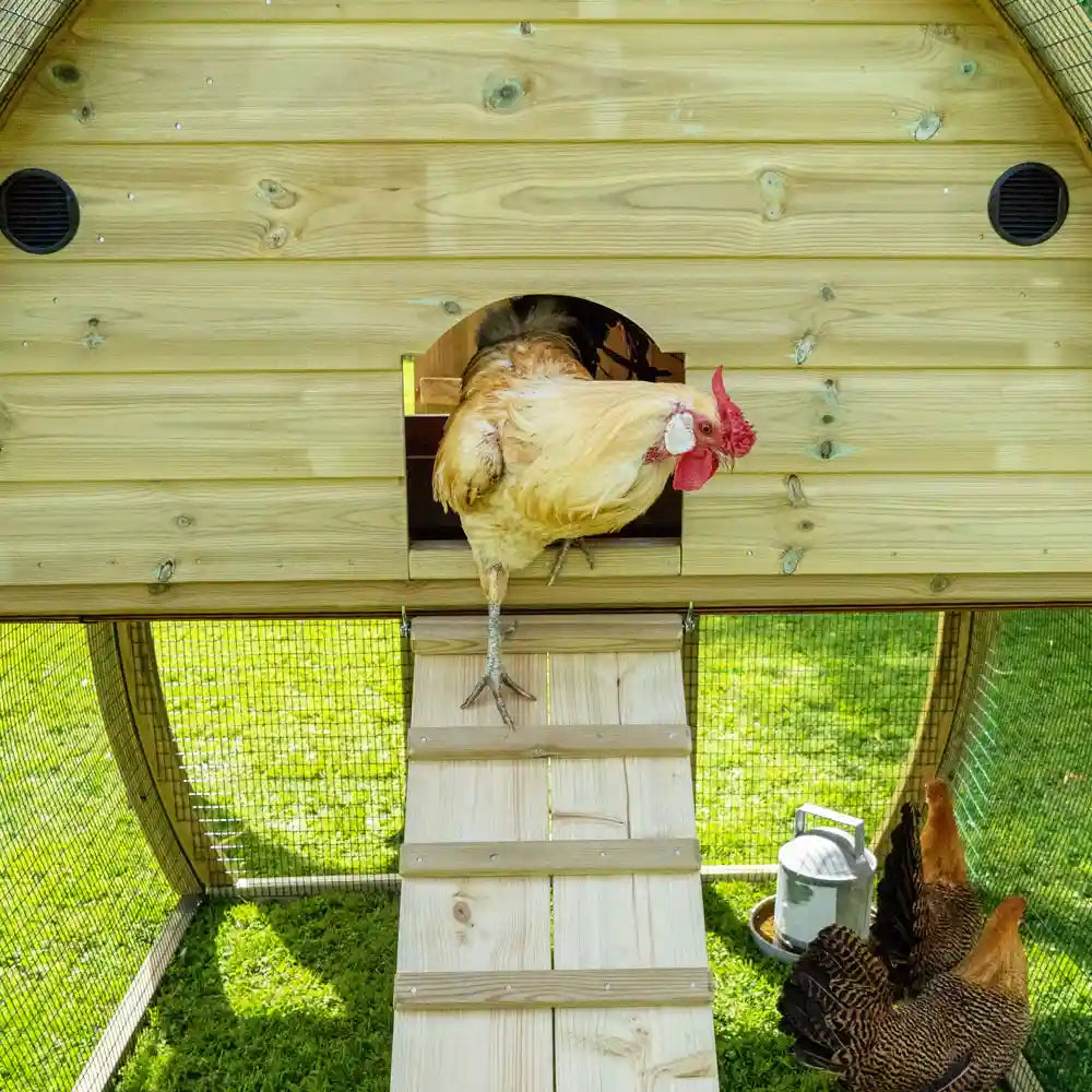Pophole exit of The Arch Chicken Coop