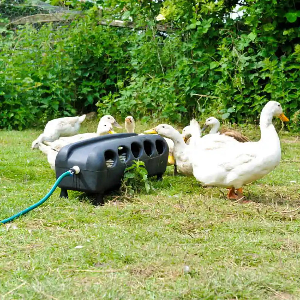 BEC Automatic Duck Drinker Trough with ducks