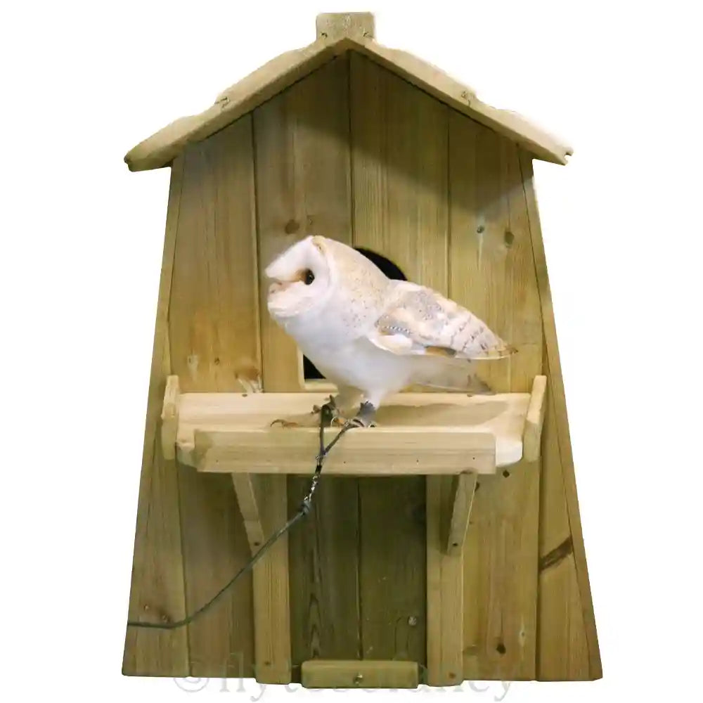 Barn Owl Eddie on Barn Owl Nesting Box