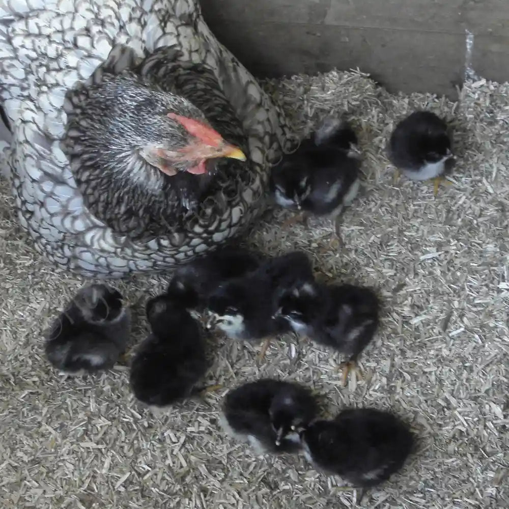 Hen and Chicks on Aubiose Bedding