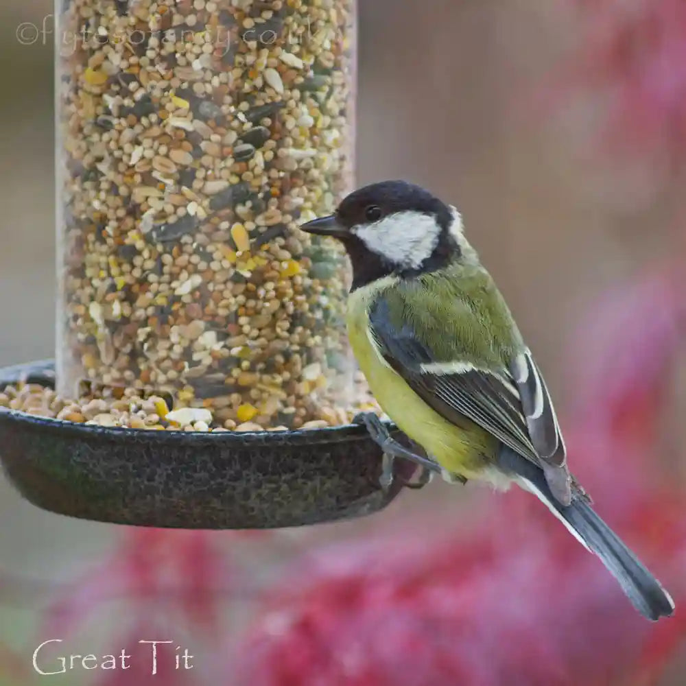 Great Tit on a bird seed feeder