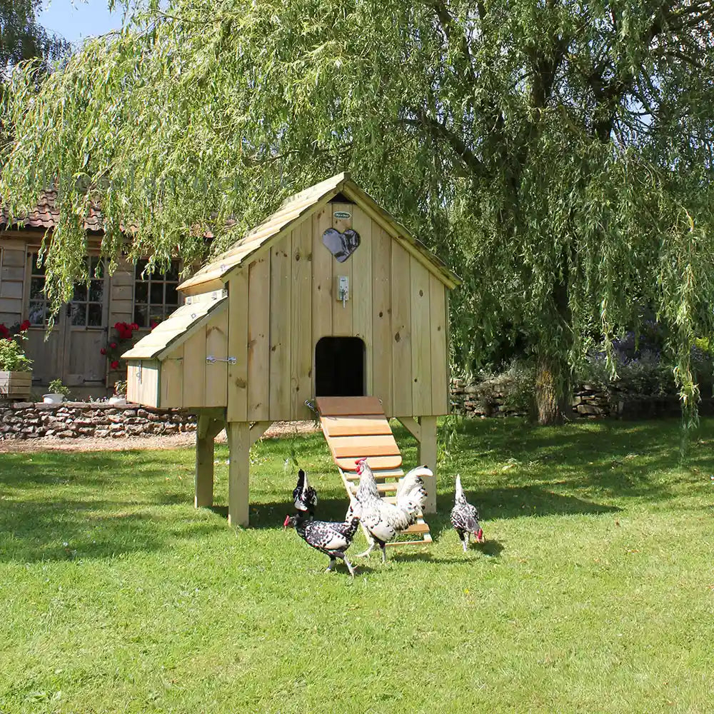 Long-Legged Maggie's Dozen Hen House with hamburgs