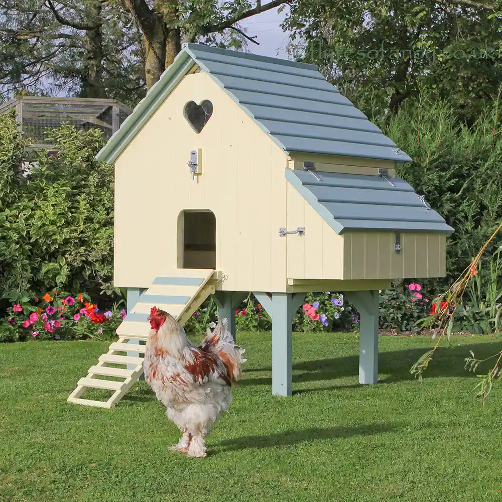 Painted Long Legged Maggie's Dozen Henhouse with Bramha