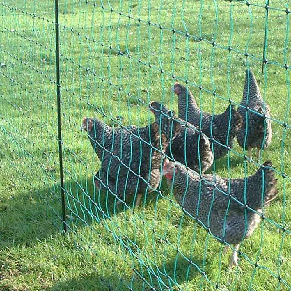 Poultry netting with Marans