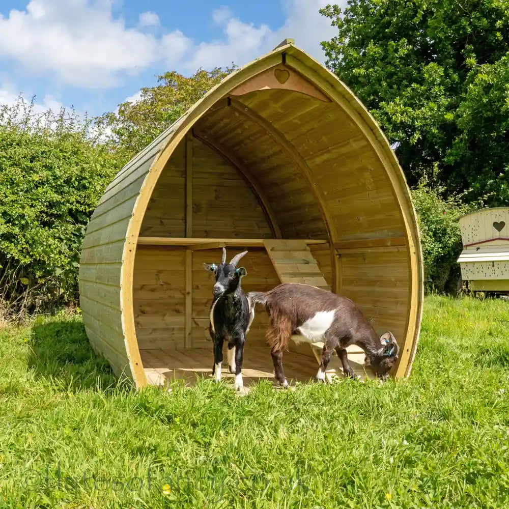 Arched Pygmy Goat Shelter with Billy (L) and Gruff (R)