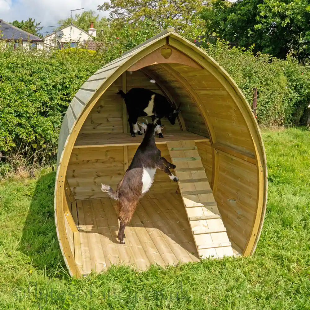 Investigating the Pygmy Goat Shelter