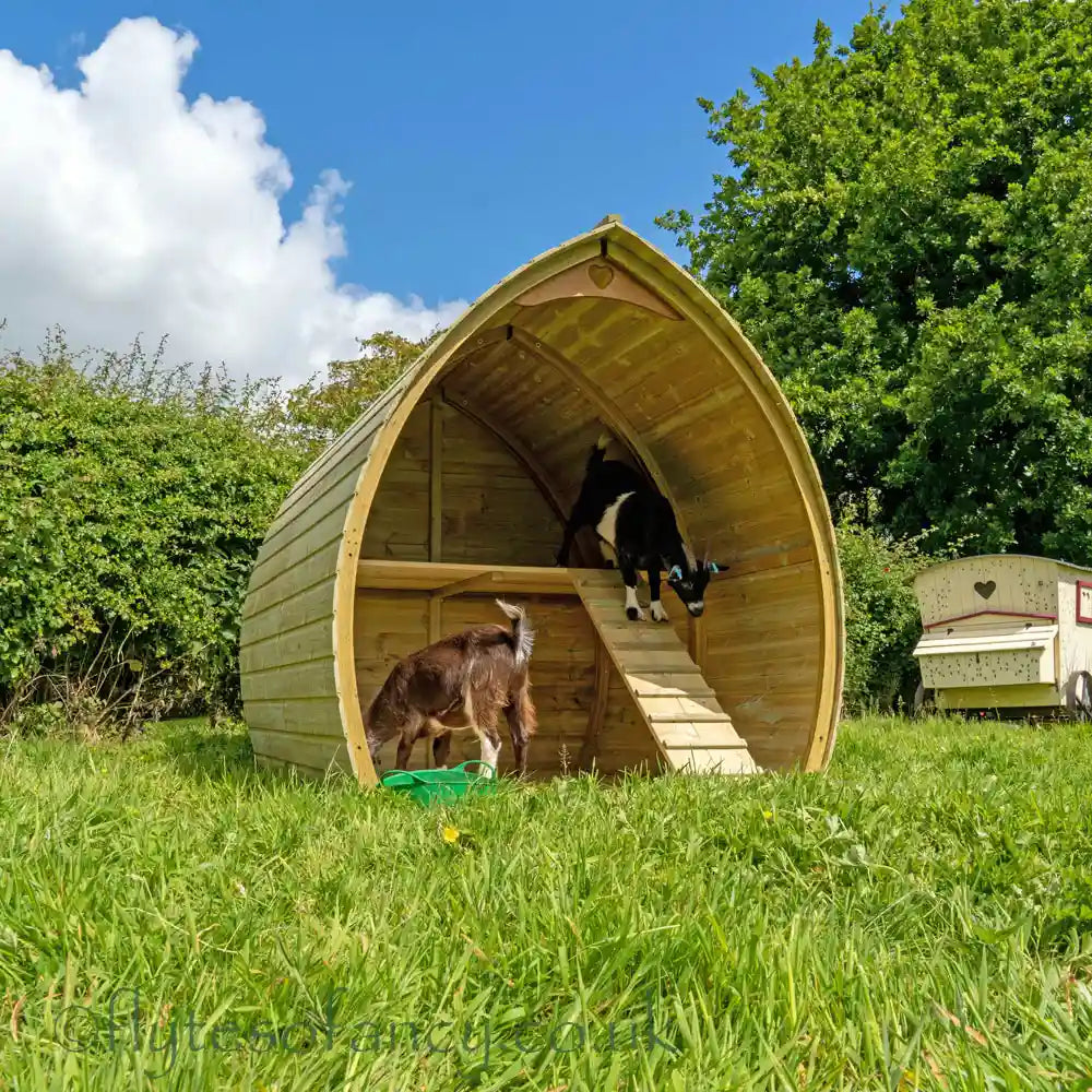 Adventure in the Pygmy Goat Shelter