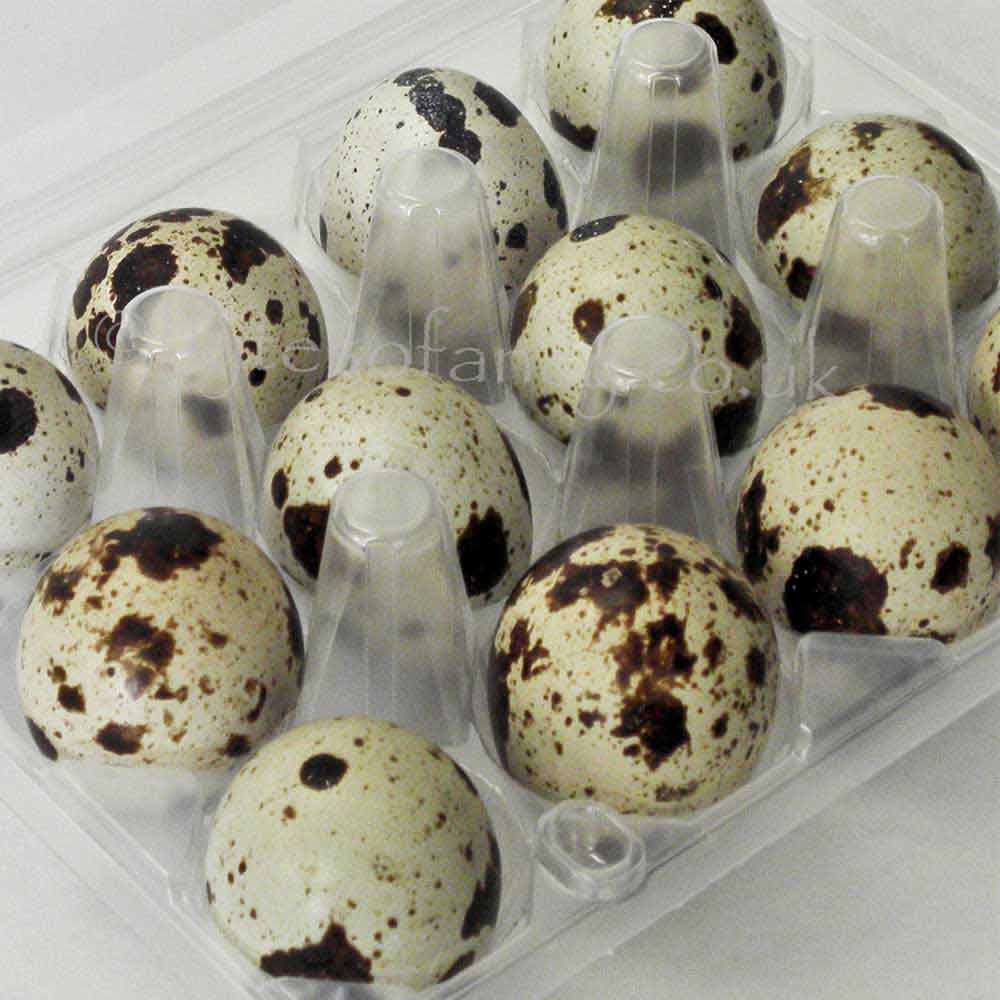 Plastic Quail Egg Boxes with Quail Eggs