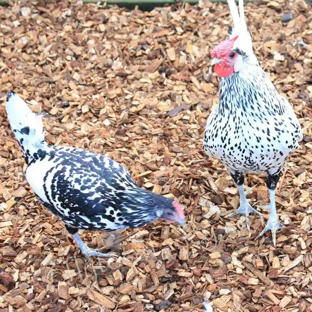 Flyte so Fancy Silver Hamburgs on Chicken Woodchip