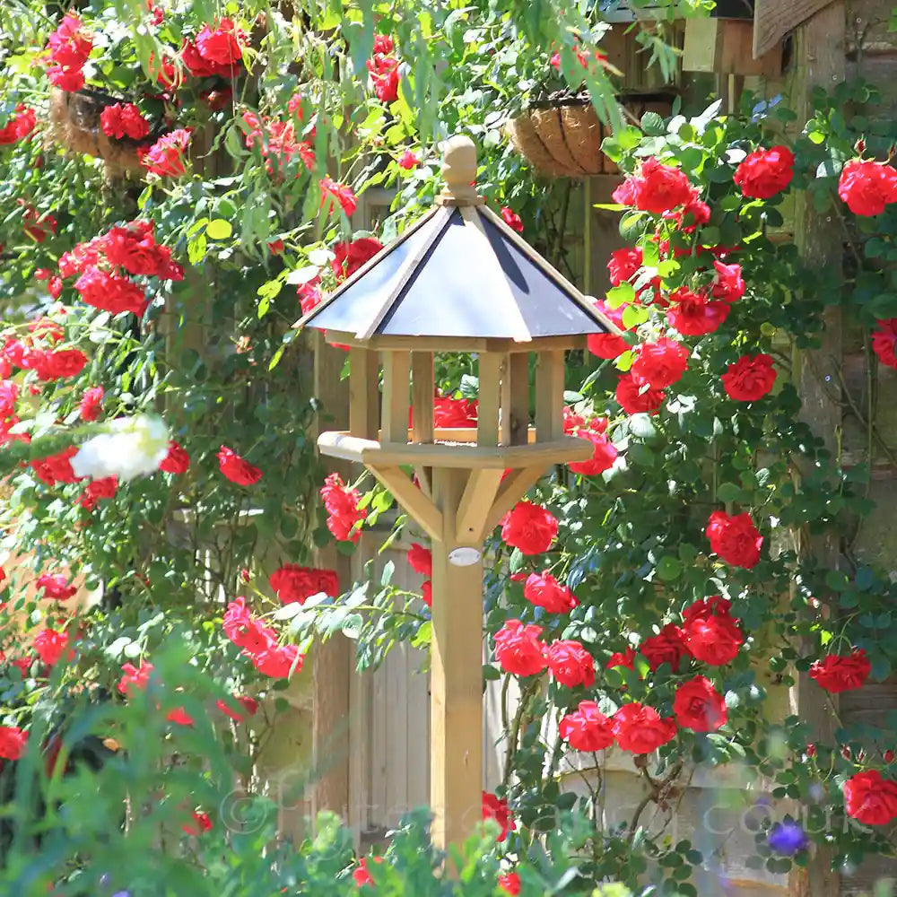 Windsor Wooden Bird Table in our rose garden