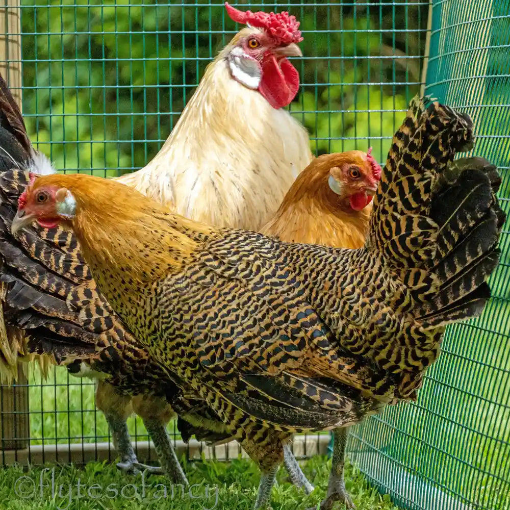 Trio of Golden Hamburg Bantams