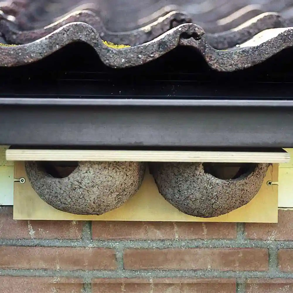 Double House Martin Nesting Bowls under eaves