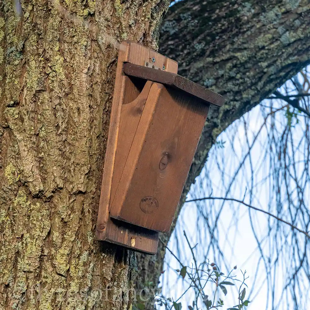 Flyte Treecreeper Nest Box mounted in a tree