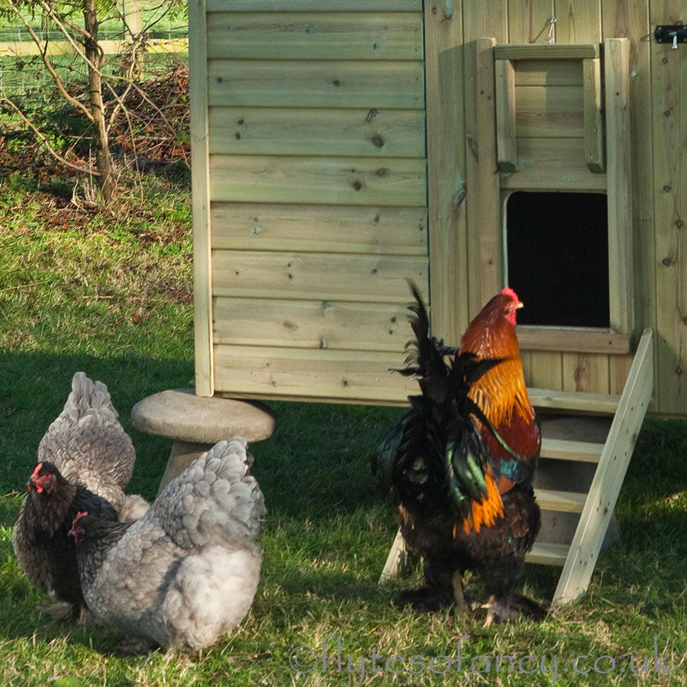 Pop-hole of Granary 25 Hen House, with Brahma cockerel and Orpington hens