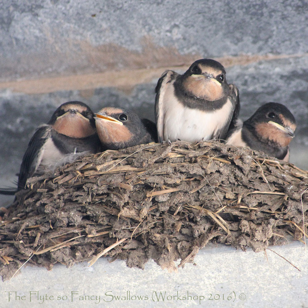 Flyte so Fancy Swallows Nest 1