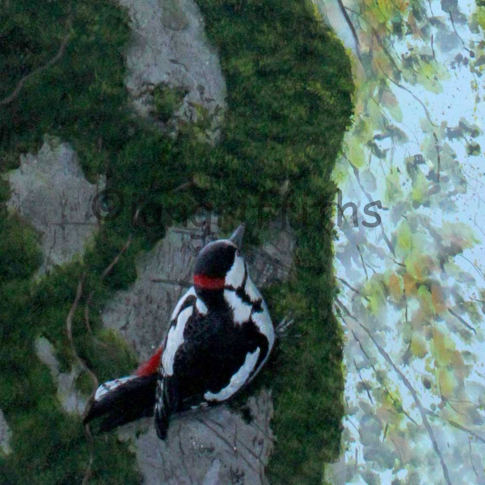 Great Spotted Woodpecker Print