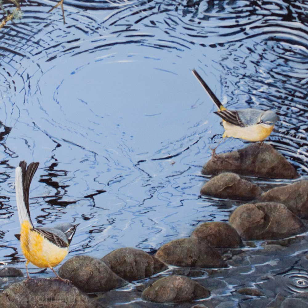 Yellow Wagtails by the water by Ian Griffiths