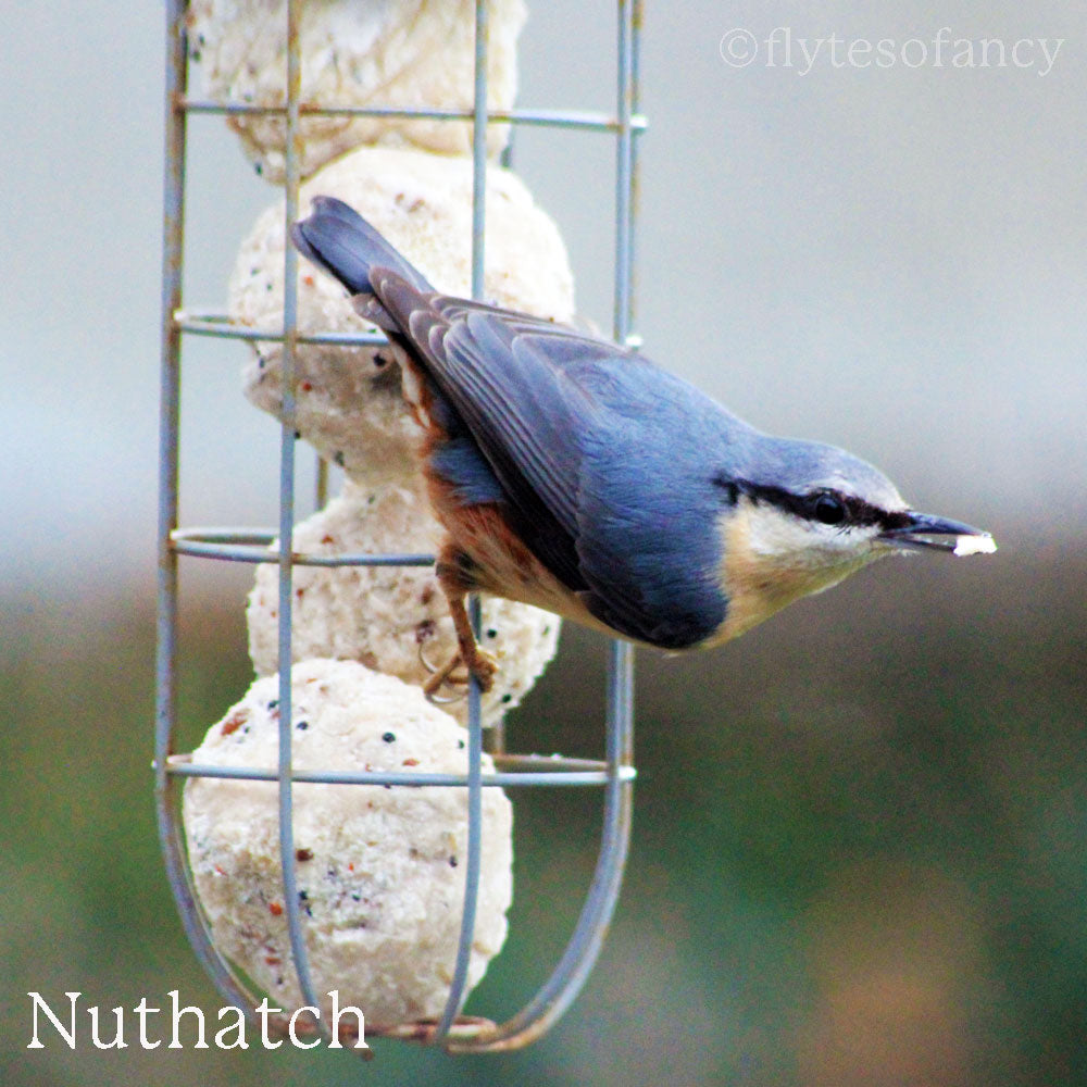 Nuthatch on fatball feeder