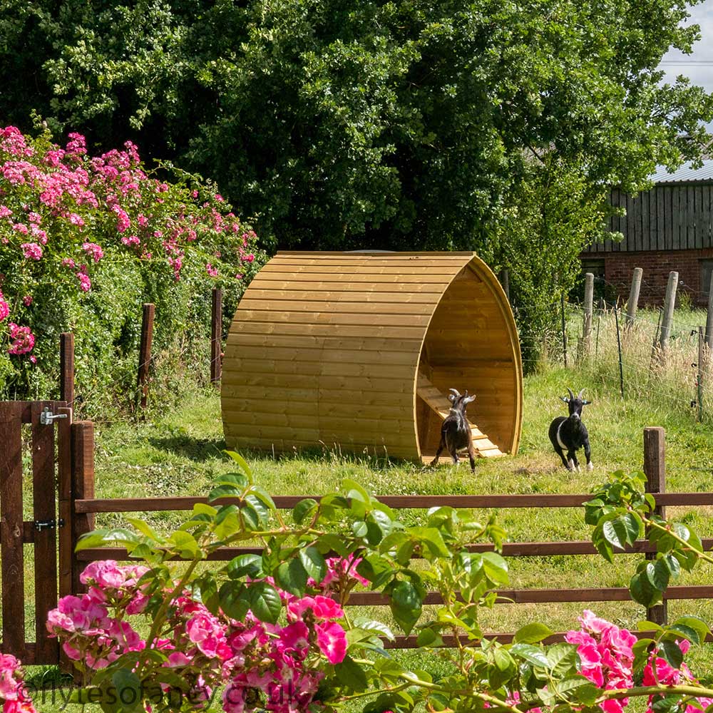 Pygmy Goat Shelter surrounded by roses