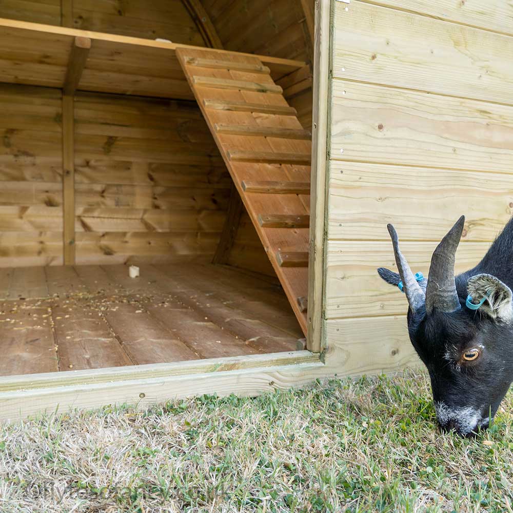 Inside the Arched Pygmy Goat House with Stable Door
