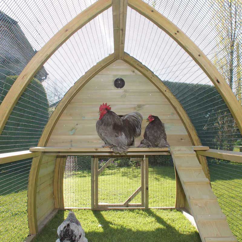 Inside the Salisbury Chicken Coop