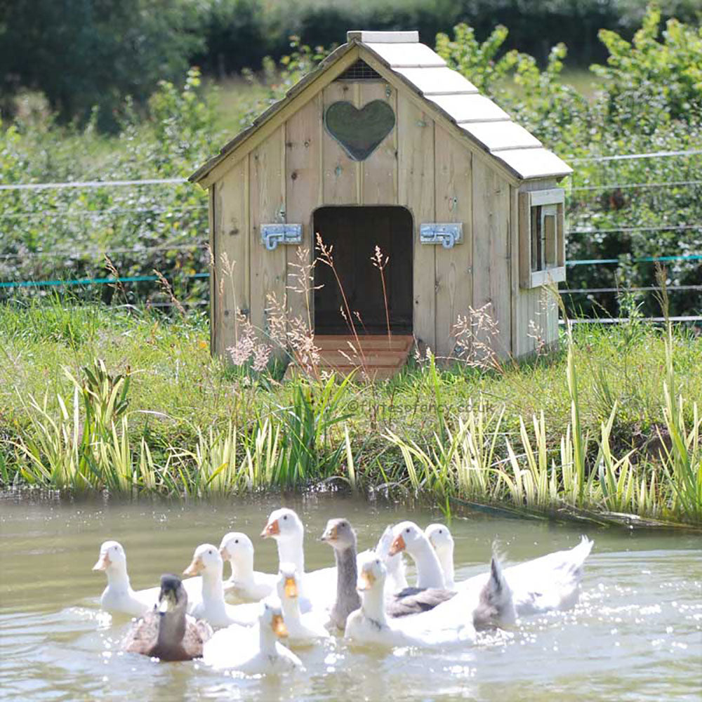 Small Classic Duck House with ducks & geese on the pond