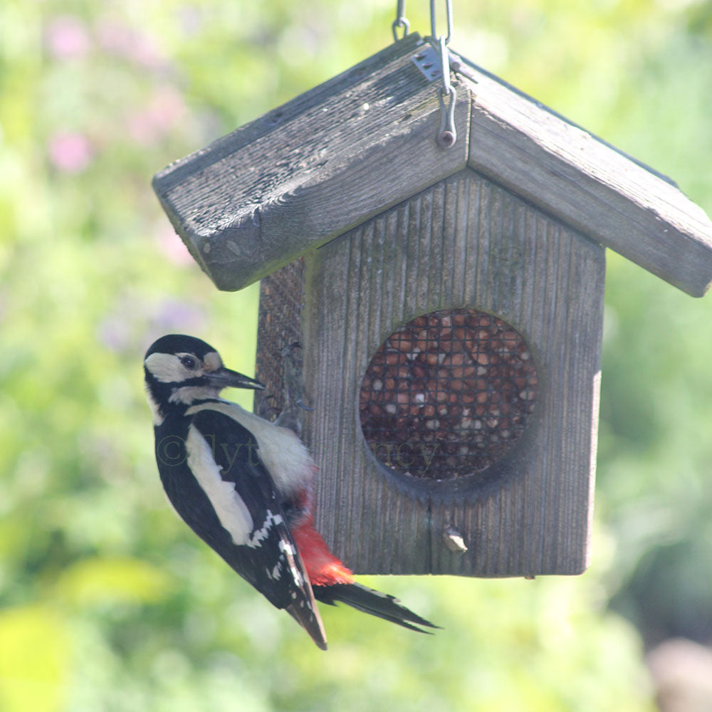 Great Spotted Woodpecker