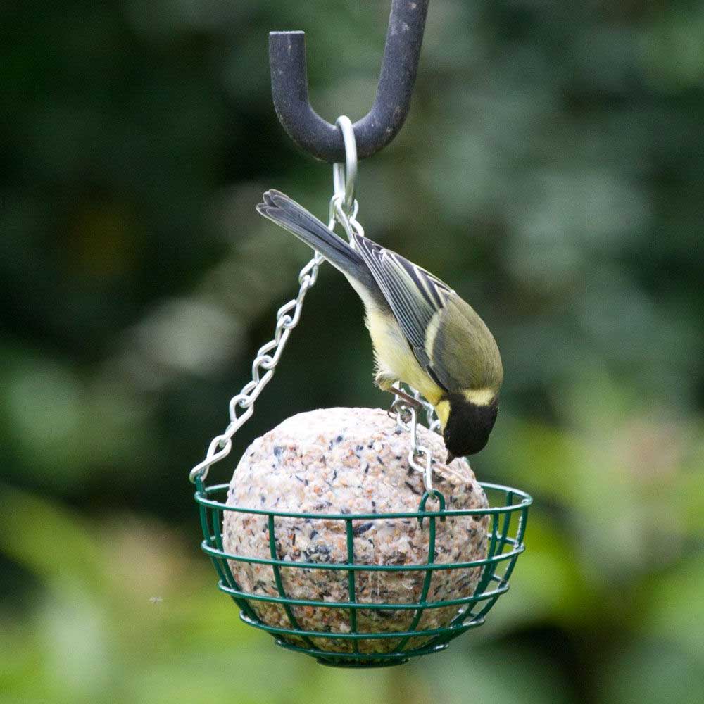 Giant Fatball Hanging Basket with blue tit on a suet fatball