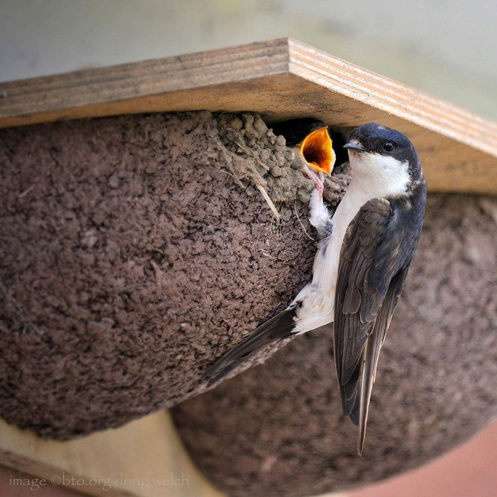 Double House Martin Nesting Bowl with house martins