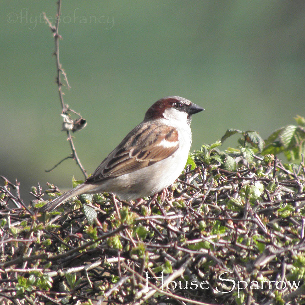 House Sparrow