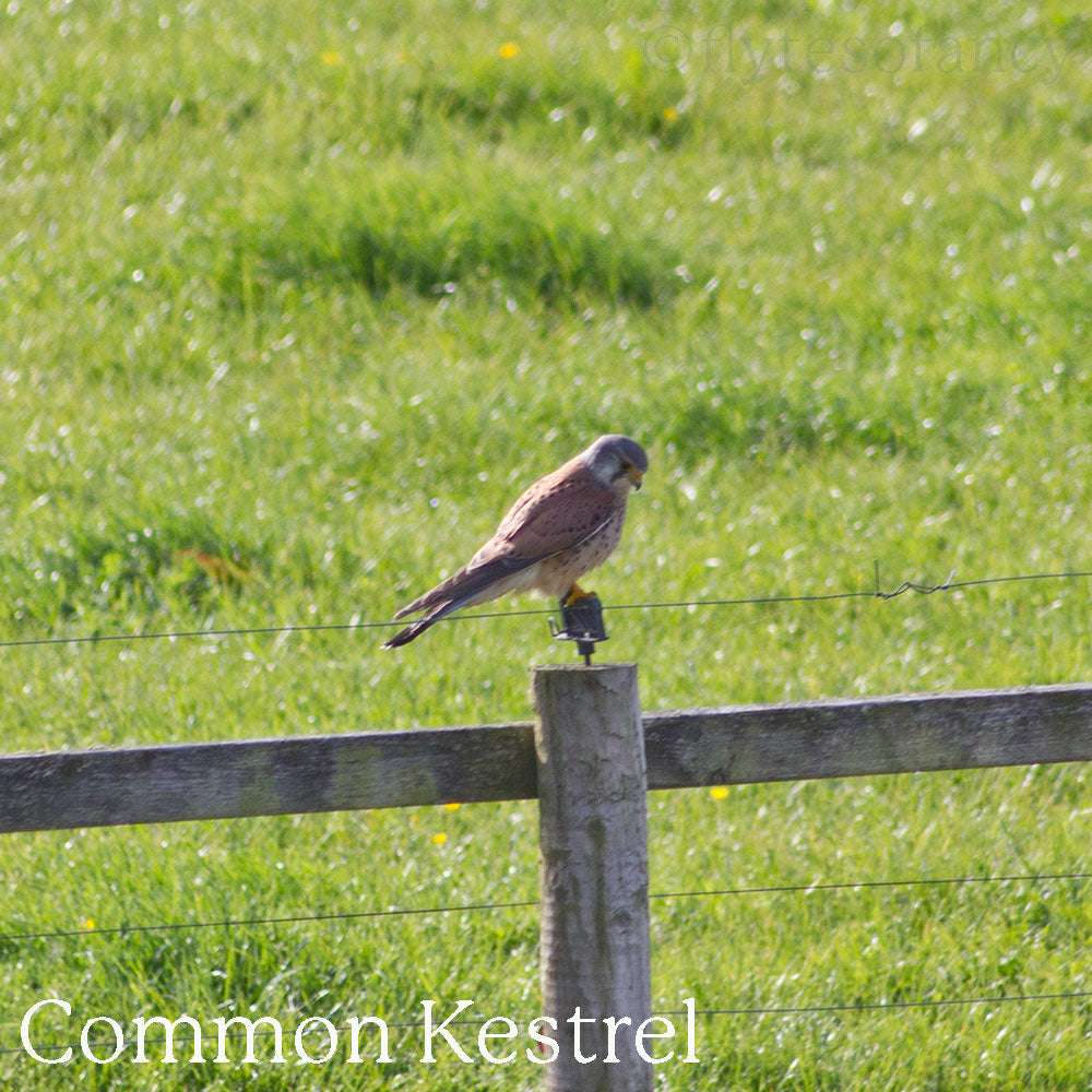 Common Kestrel