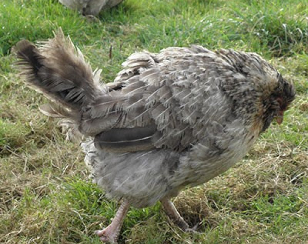 Coccidiosis in Chickens