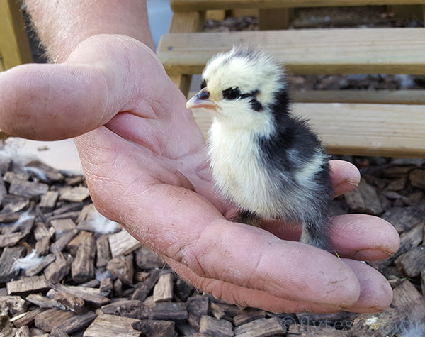 A Lifetime of Poultry Breeding - Grant Brereton