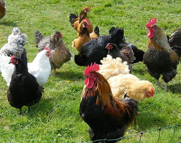 Flyte so Fancy flock of hens circa 2007
