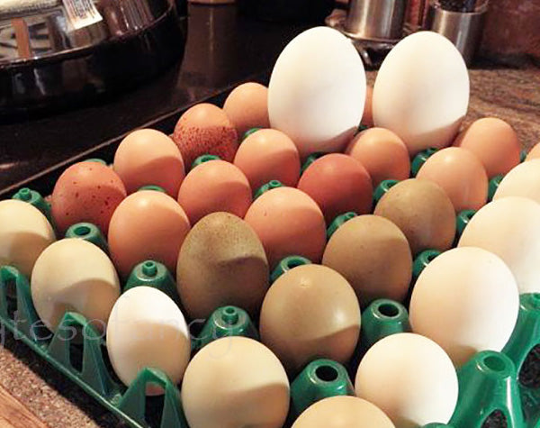 Ask Phill 9 - The Worry of Odd Shaped Eggs