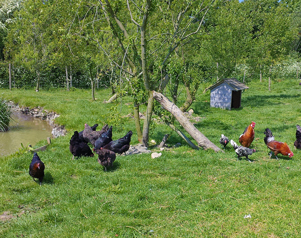 Choosing Your Chickens - Which Breed is Best?