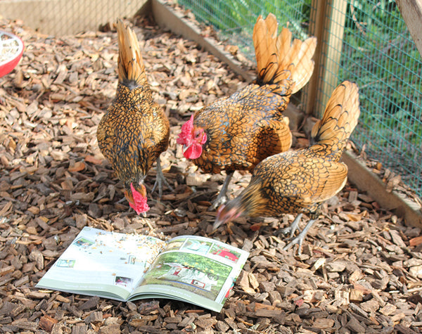 Feather Pecking - The Answers