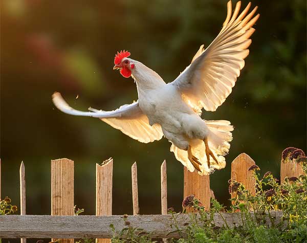 Ask Phill 17 - How to Clip the Flight Feathers of a Chicken