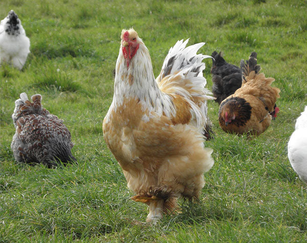 Chicken Health Compendium - The Hub