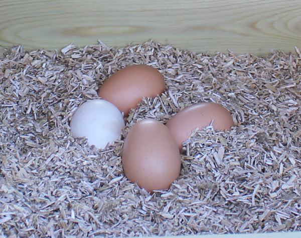 Clean eggs laid in Flyte so Fancy Hemp Bedding