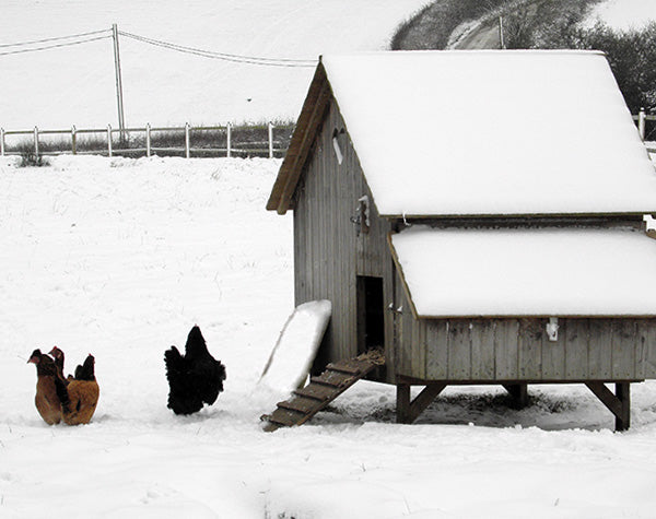 Winter Care For Chickens