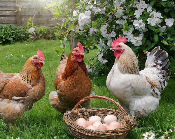 Three hens in a garden with a basket of eggs